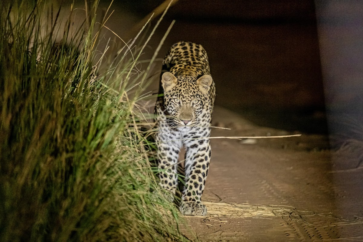SafariFotoreiseWelgevonden