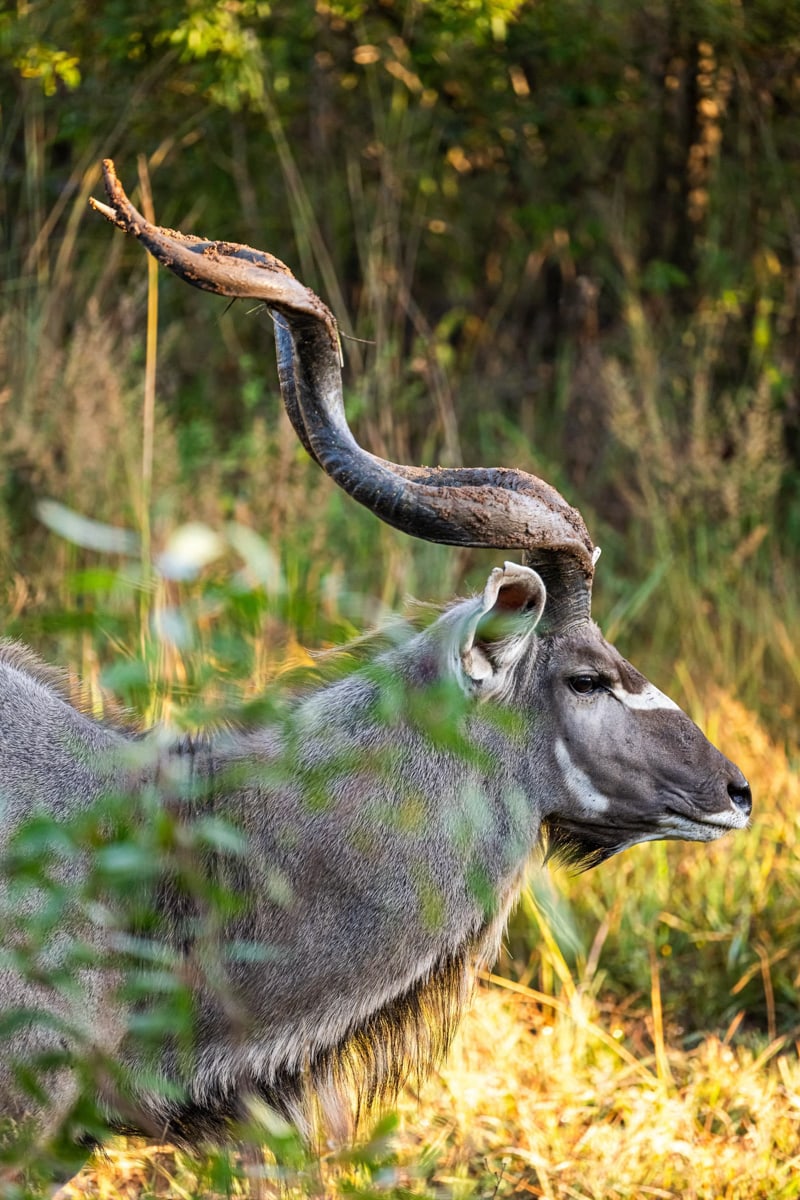SafariFotoreiseWelgevonden