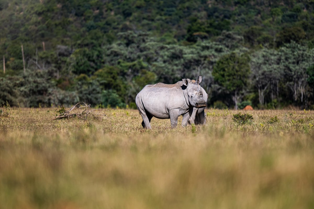 SafariFotoreiseWelgevonden
