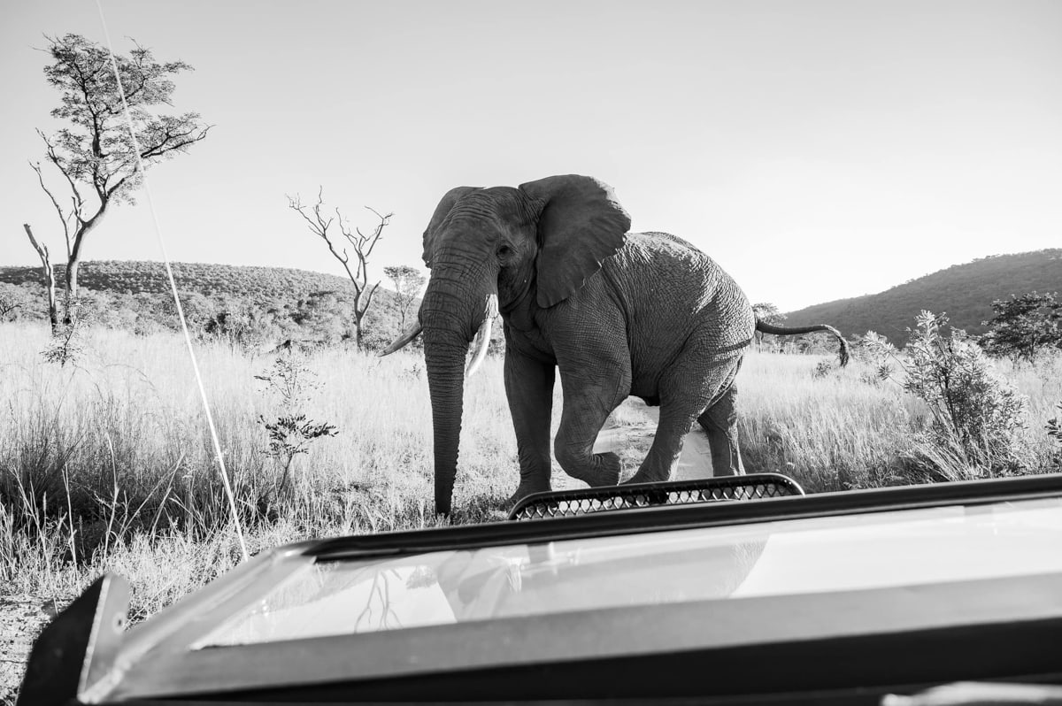 SafariFotoreiseWelgevonden