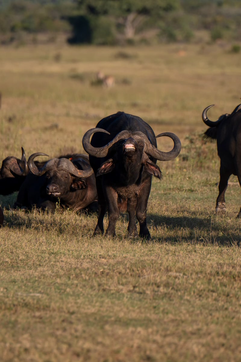 SafariFotoreiseWelgevonden