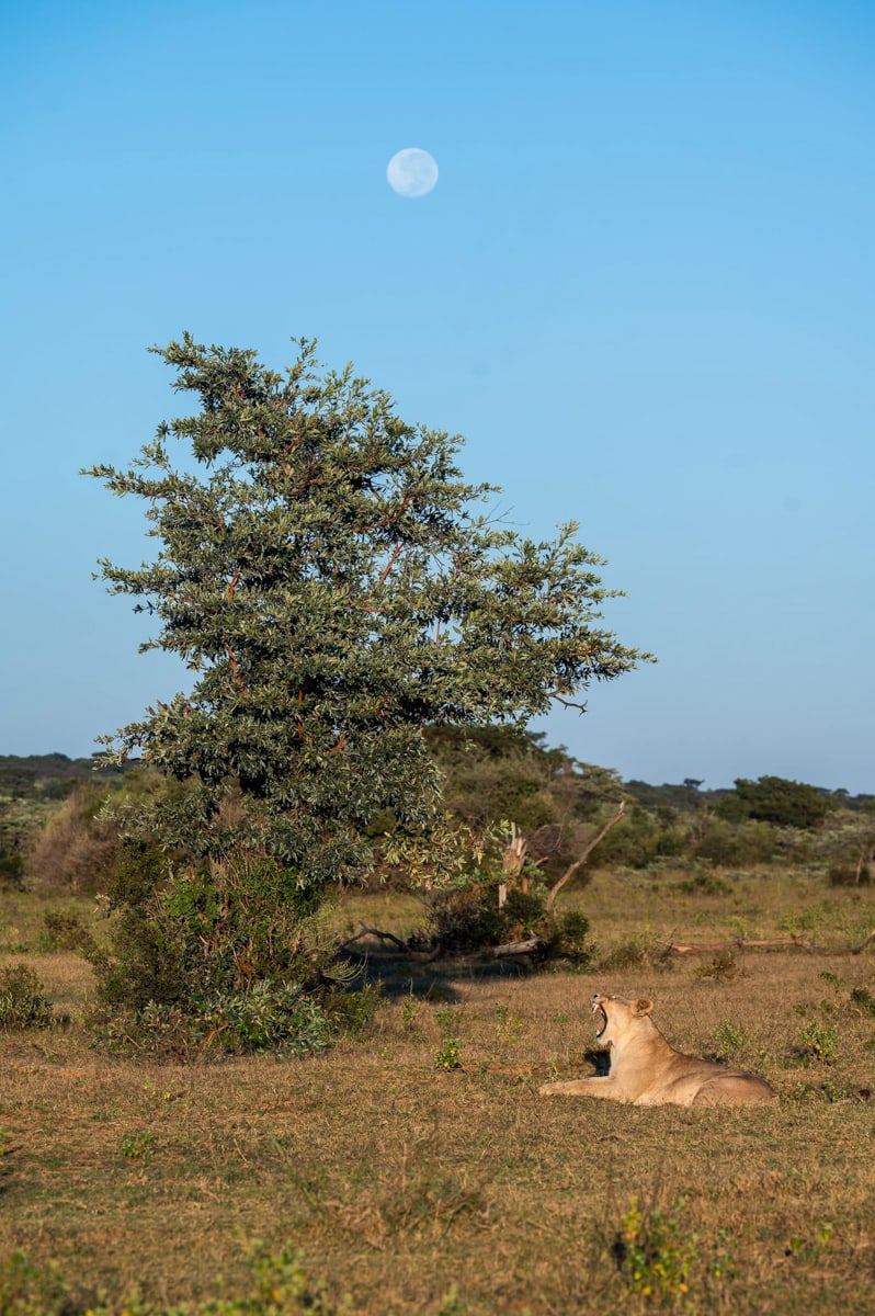 SafariFotoreiseWelgevonden