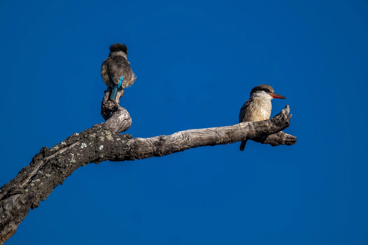 SafariFotoreiseWelgevonden