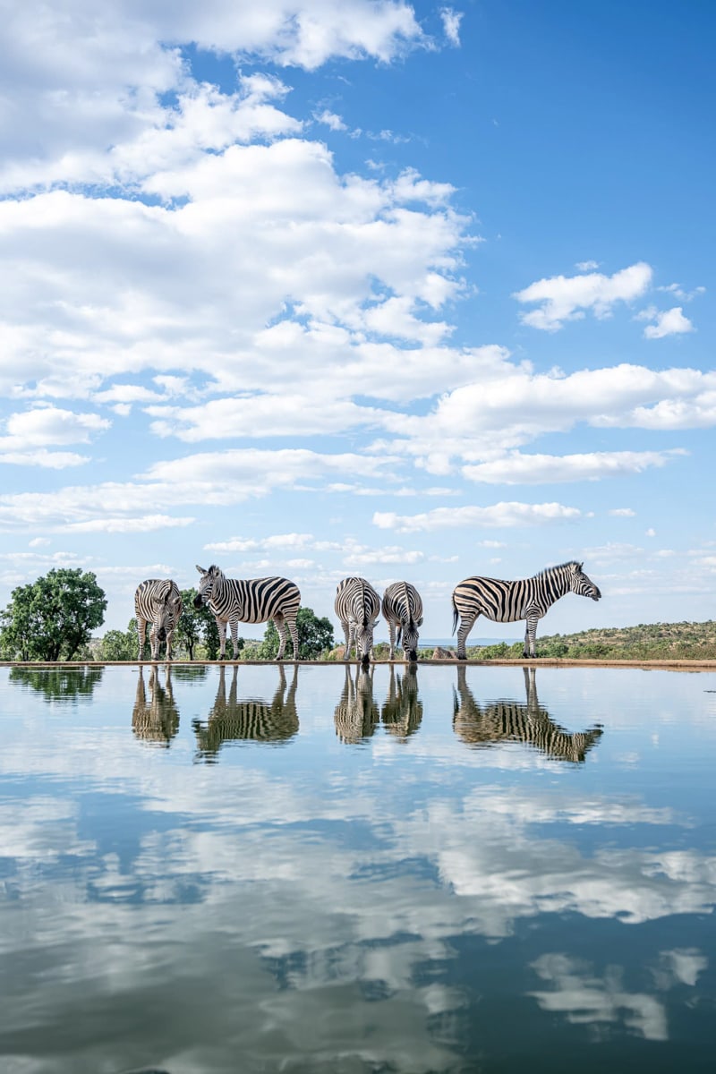 SafariFotoreiseWelgevonden