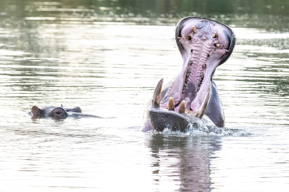 SafariFotoreiseWelgevonden
