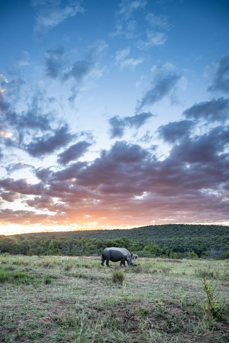 SafariFotoreiseWelgevonden
