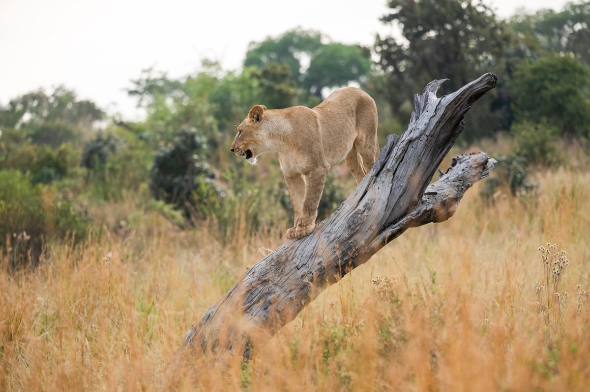 SafariFotoreiseWelgevonden