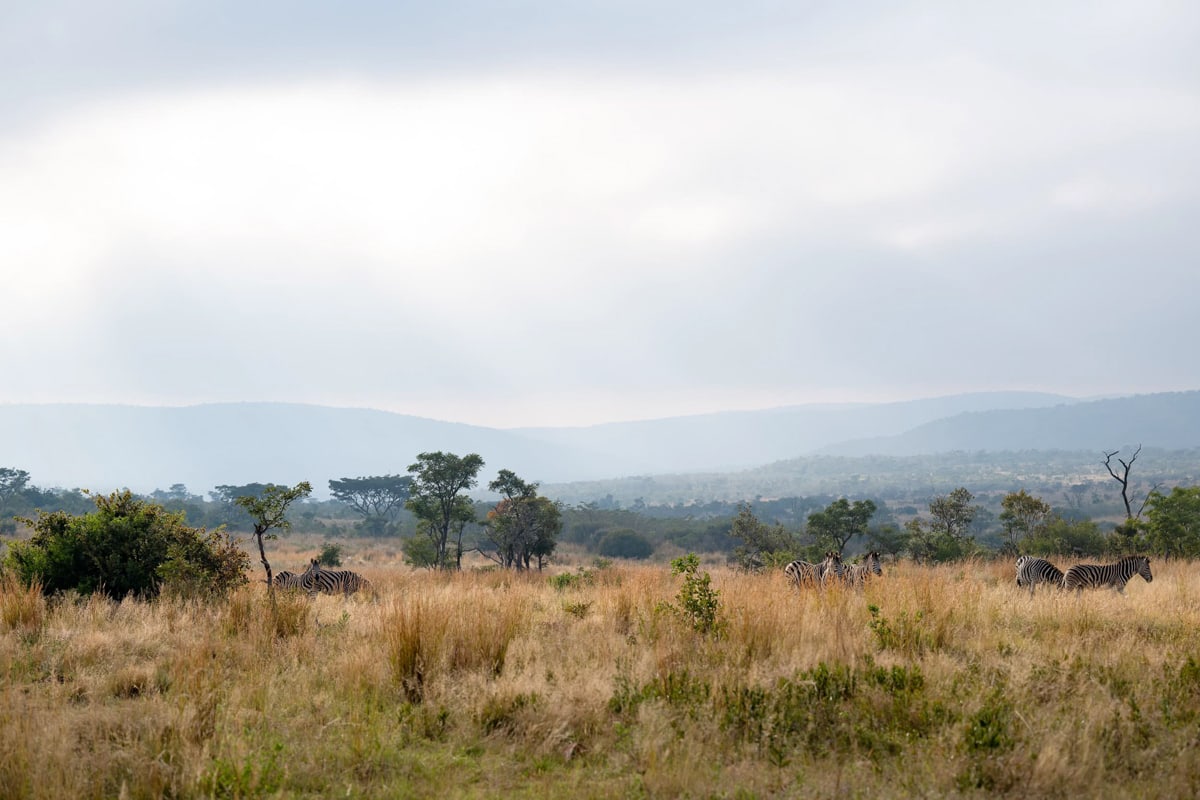 SafariFotoreiseWelgevonden