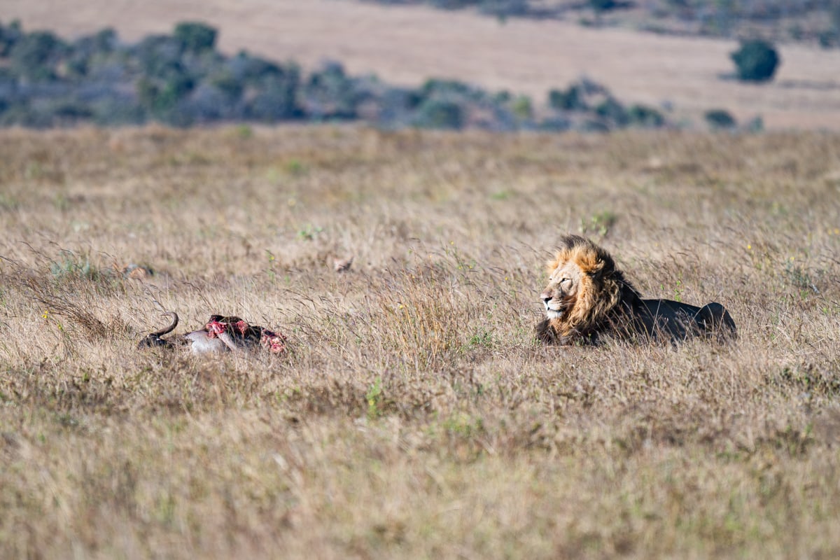 SafariFotoreiseWelgevonden