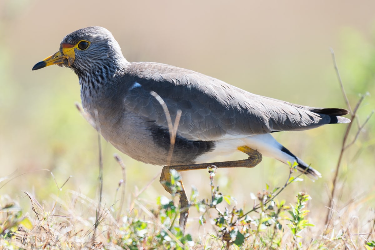 SafariFotoreiseWelgevonden