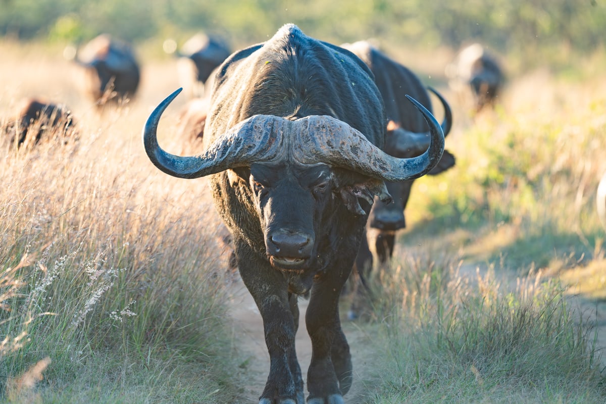 SafariFotoreiseWelgevonden