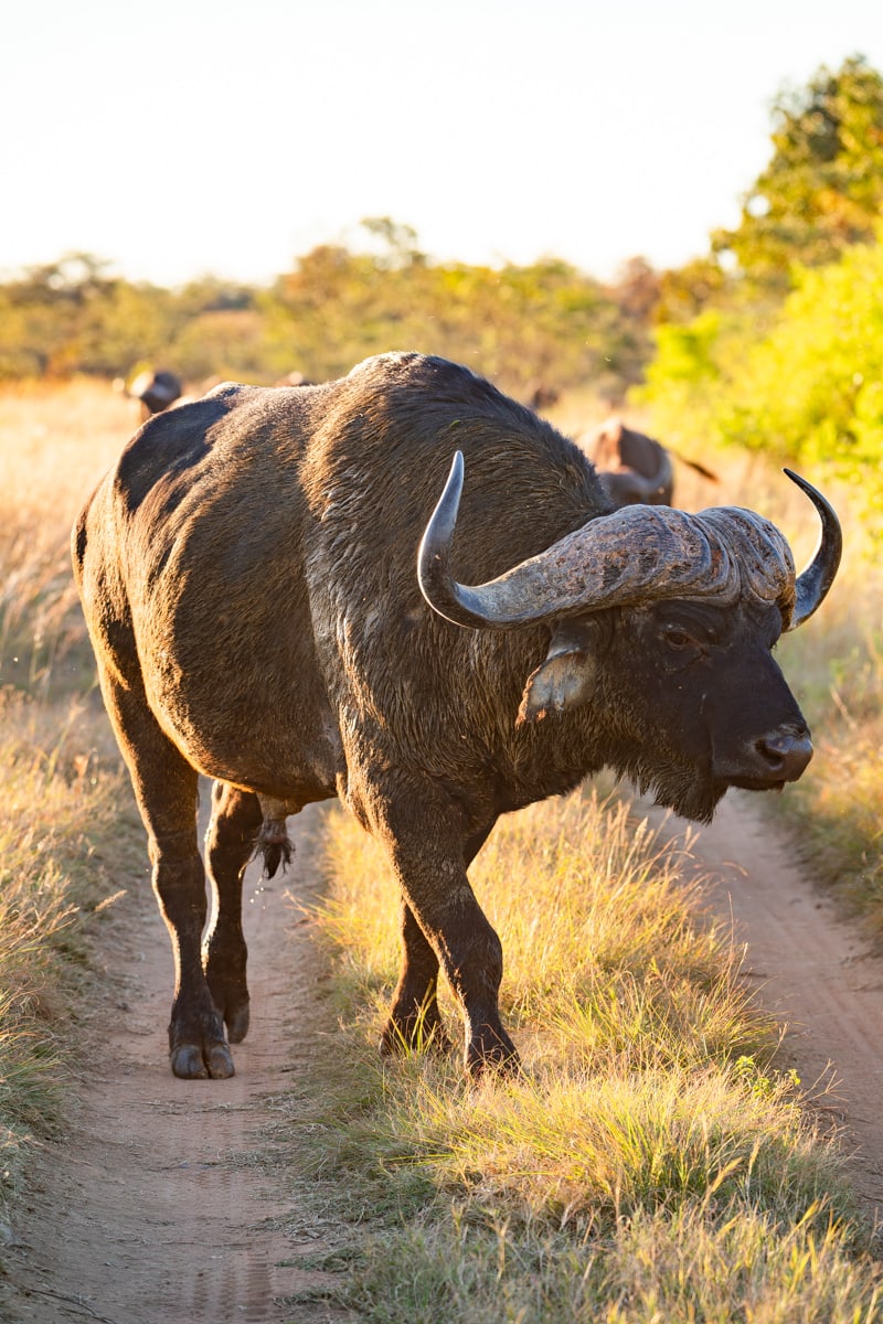 SafariFotoreiseWelgevonden
