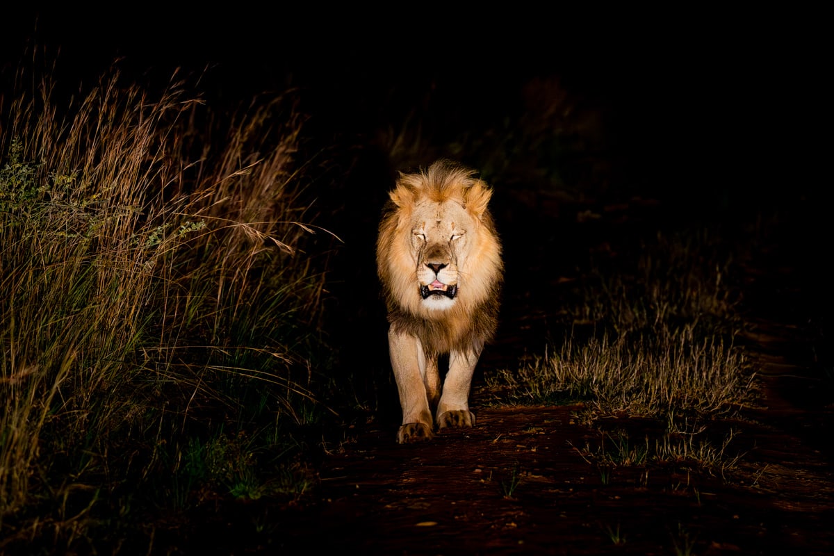 SafariFotoreiseWelgevonden