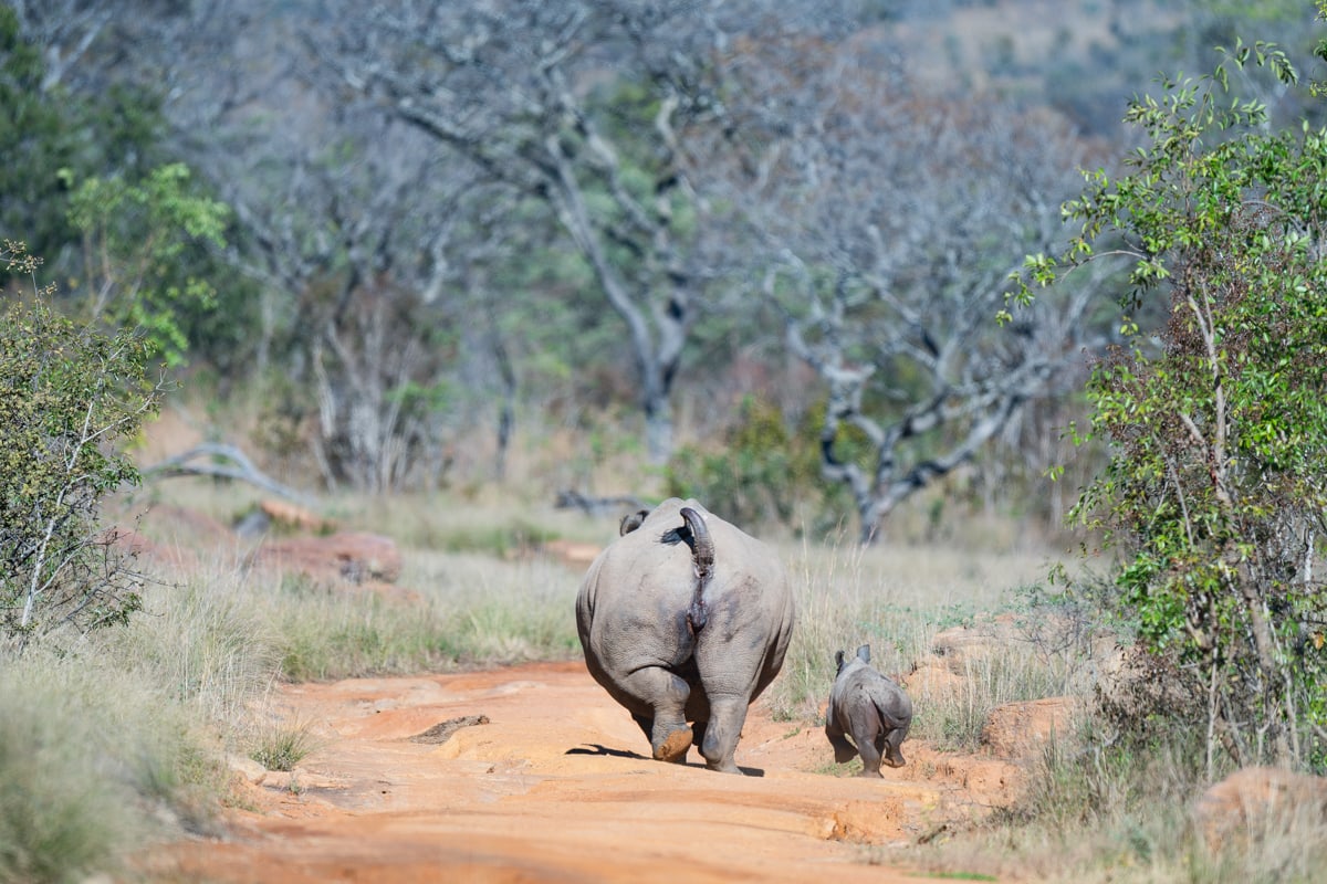 SafariFotoreiseWelgevonden
