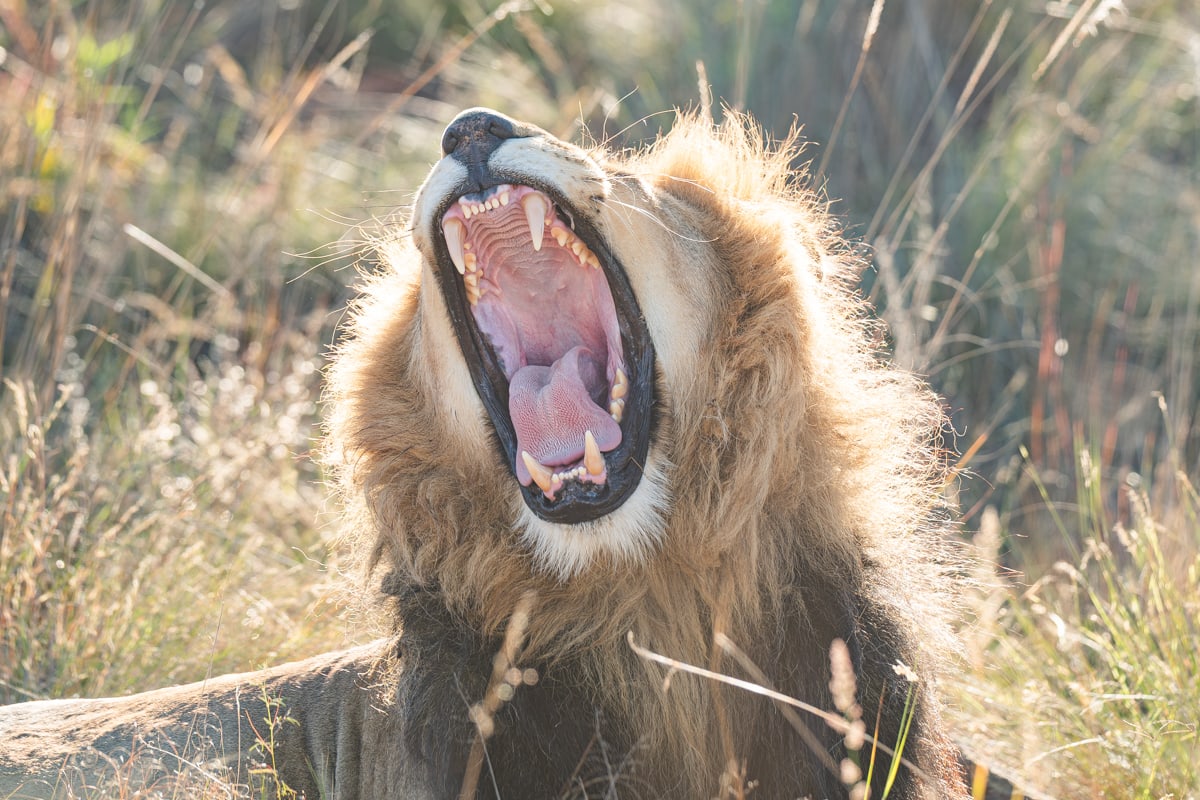 SafariFotoreiseWelgevonden