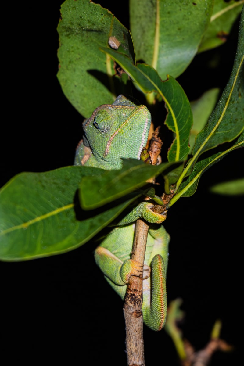 SafariFotoreiseWelgevonden
