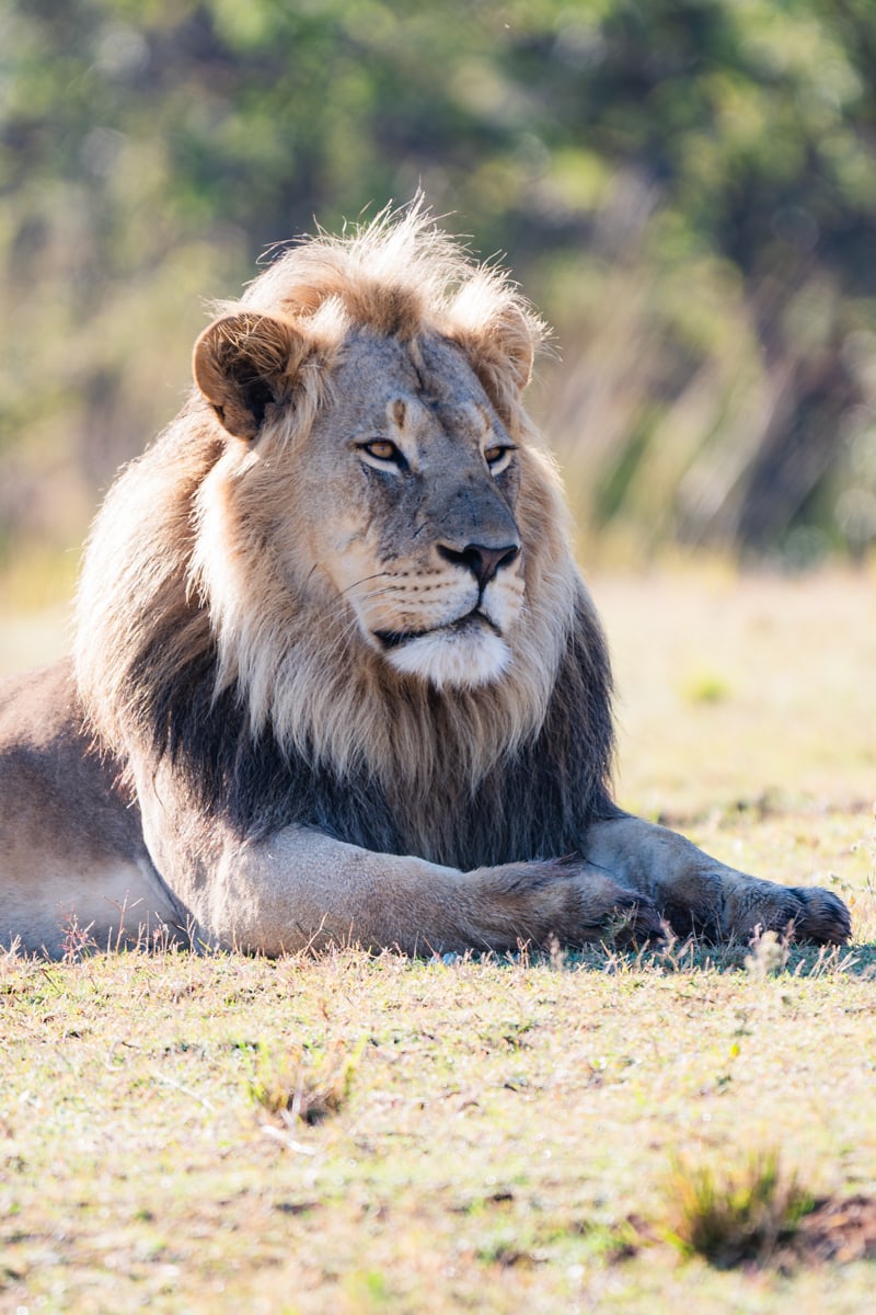 SafariFotoreiseWelgevonden