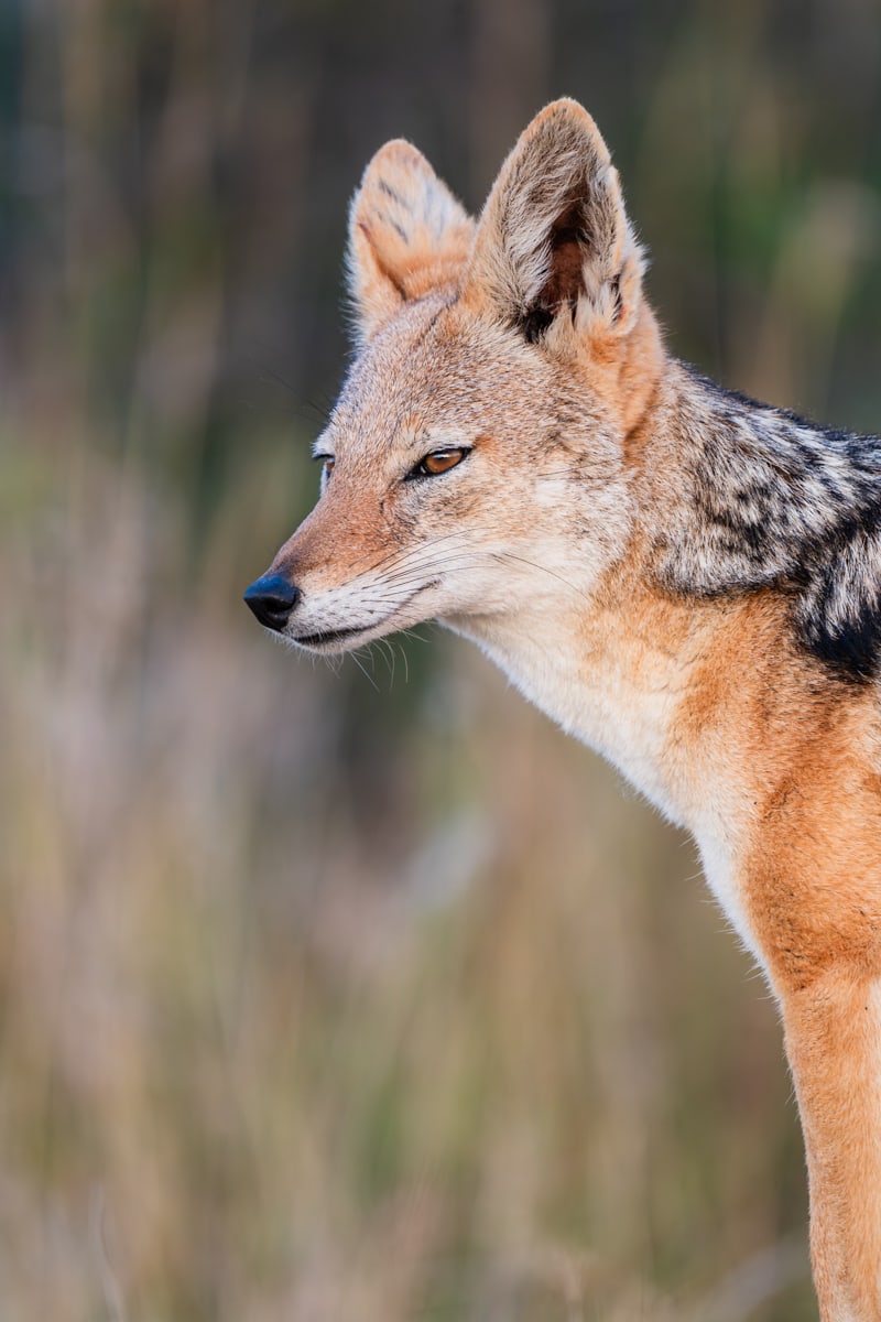 SafariFotoreiseWelgevonden