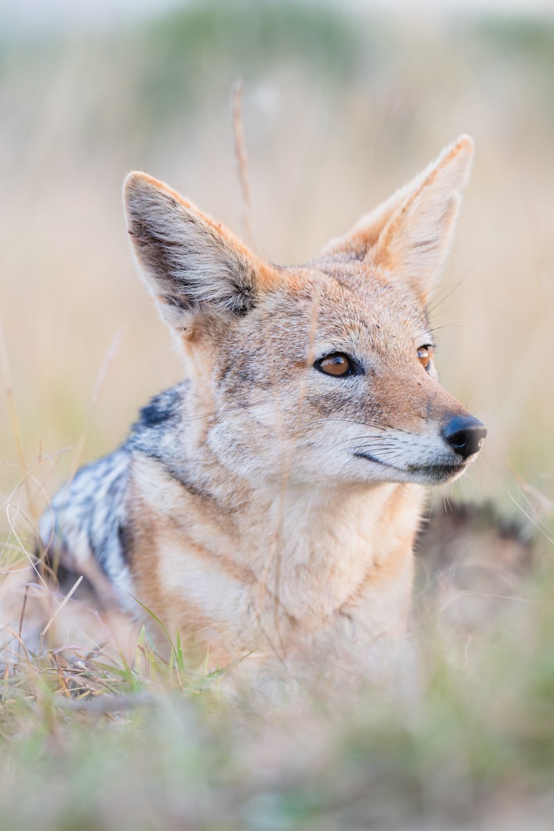 SafariFotoreiseWelgevonden