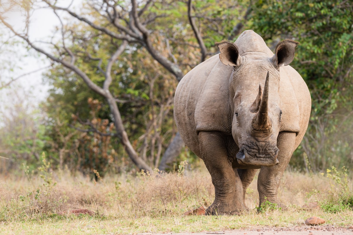 SafariFotoreiseWelgevonden
