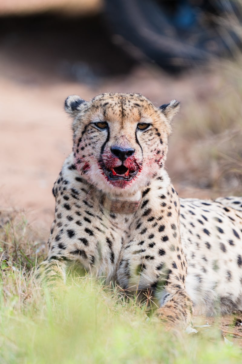SafariFotoreiseWelgevonden