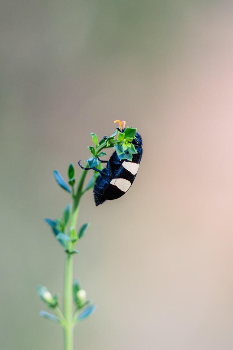SafariFotoreiseWelgevonden